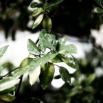 Plantas: características, funções e classificação