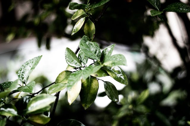 Plantas: características, funções e classificação